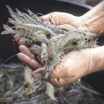 VIETNAM VANNAMEI SHRIMP – WHOLESALE EXPORT SUPPLIER