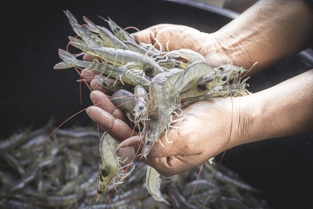 VIETNAM VANNAMEI SHRIMP – WHOLESALE EXPORT SUPPLIER
