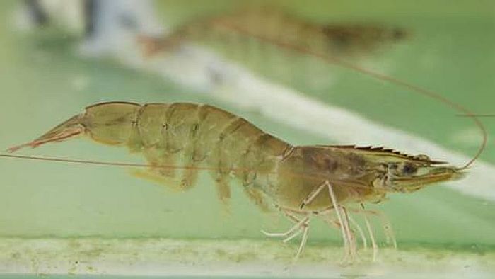 Vietnam is one of the world largest producers and exporters of Vannamei Shrimp (Penaeus vannamei / White Leg Shrimp), accounting for billions of dollars in annual seafood export revenue. Vietnamese shrimp farms benefit from favorable tropical climates, advanced aquaculture technology, and strict biosecurity practices that produce shrimp of exceptional quality year-round.